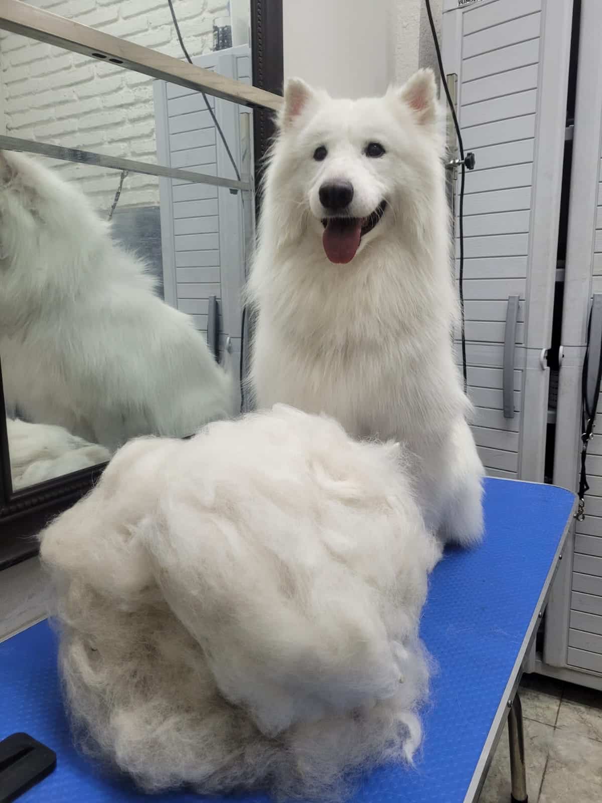 Deslanado de perros, Deslanado de Perros