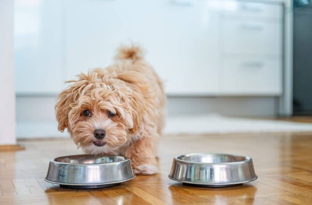 ¿Cómo elegir la mejor alimentación para mi perro?